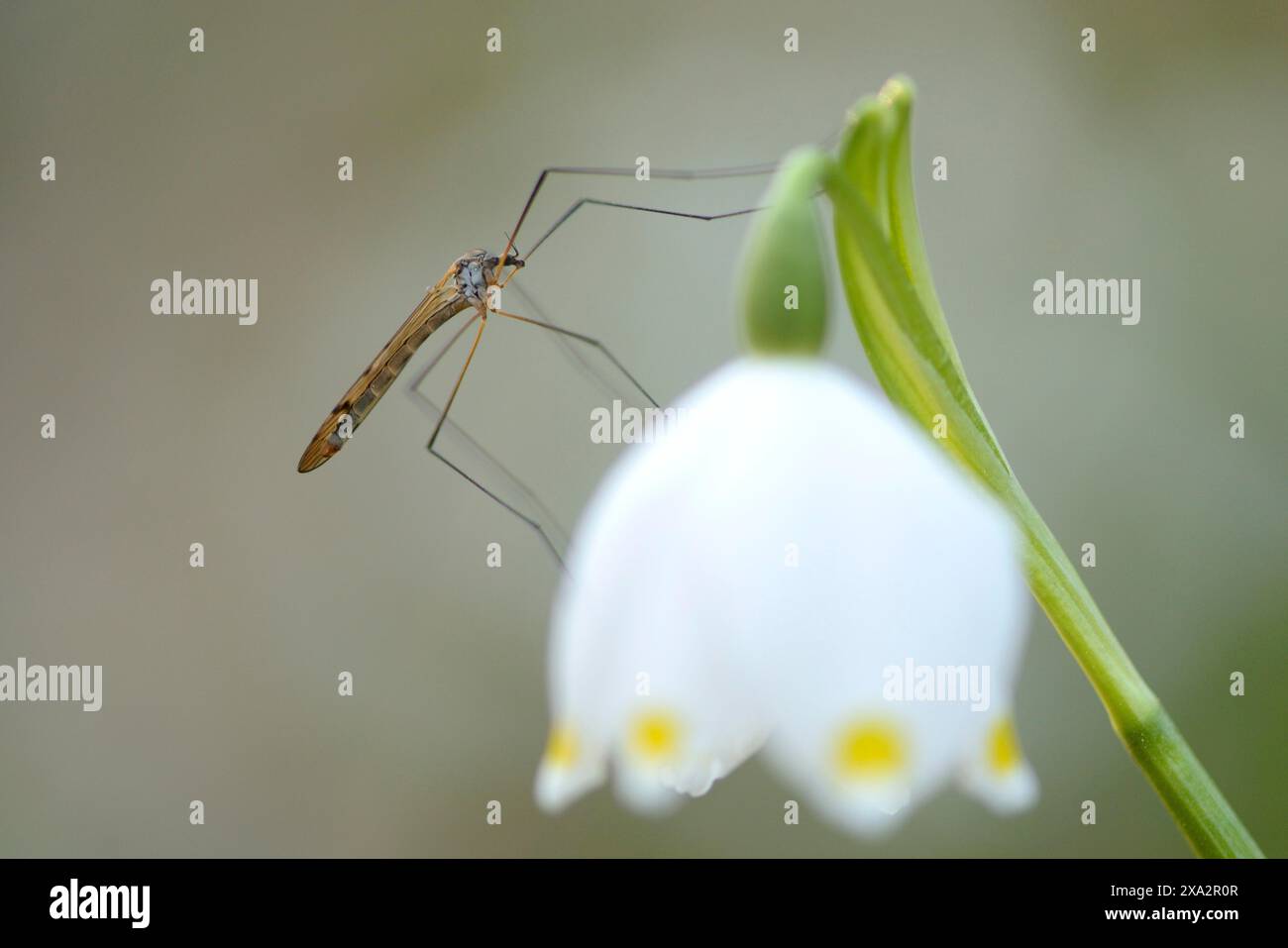 Primo piano di una mosca della gru (Tipula oleracea) su un fiocco di neve primaverile (Leucojum vernum) fiorisce in una foresta in primavera Foto Stock