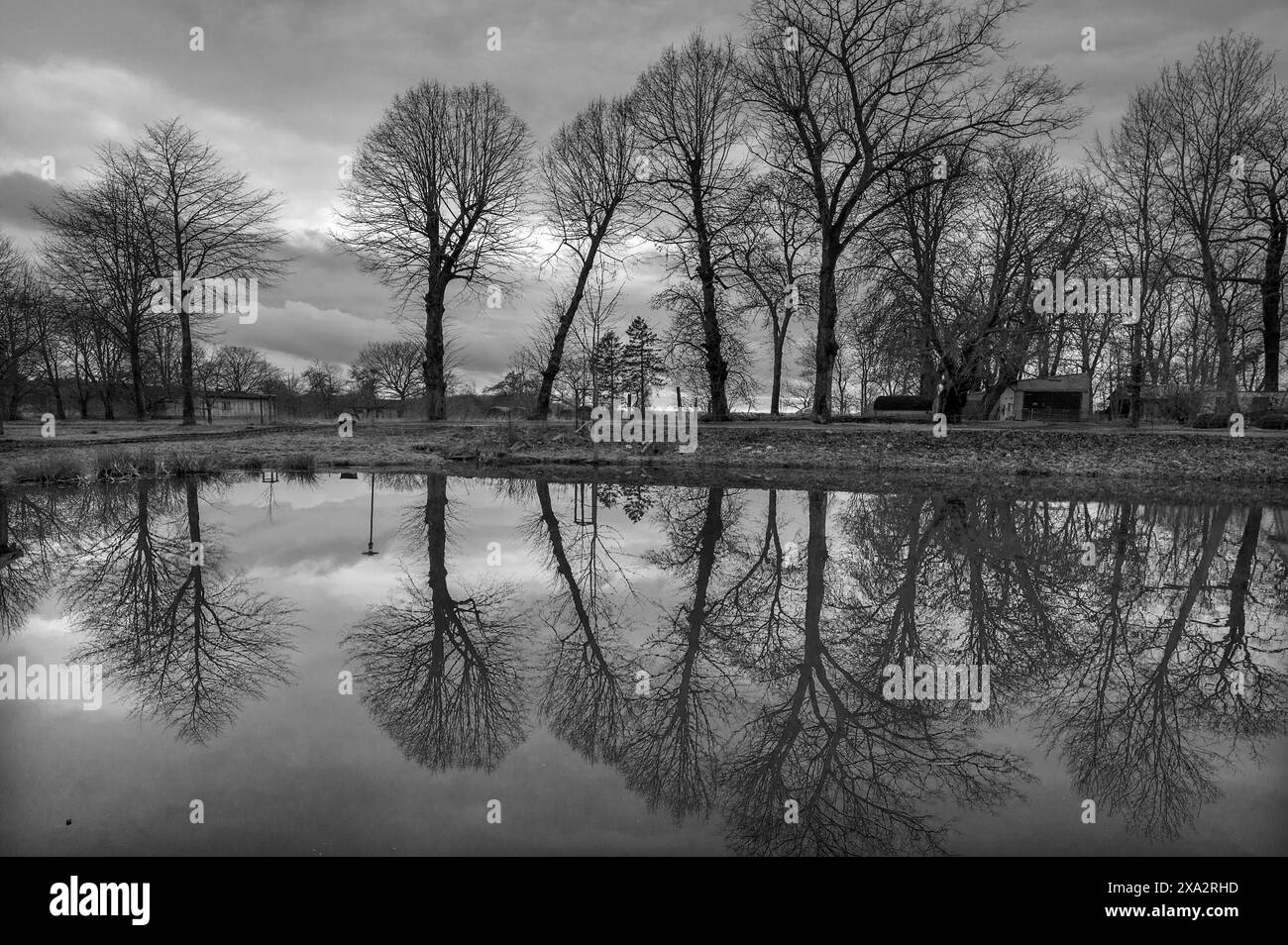 Alberi riflessi nello stagno del villaggio, Meclemburgo-Pomerania occidentale, Germania Foto Stock