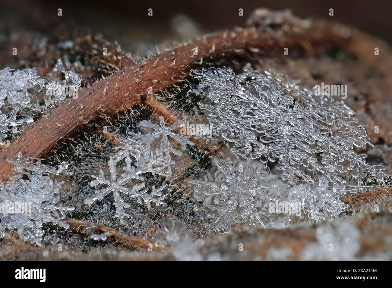 Primo piano di diversi fiocchi di neve con dettagli fini e ghiacciati Foto Stock