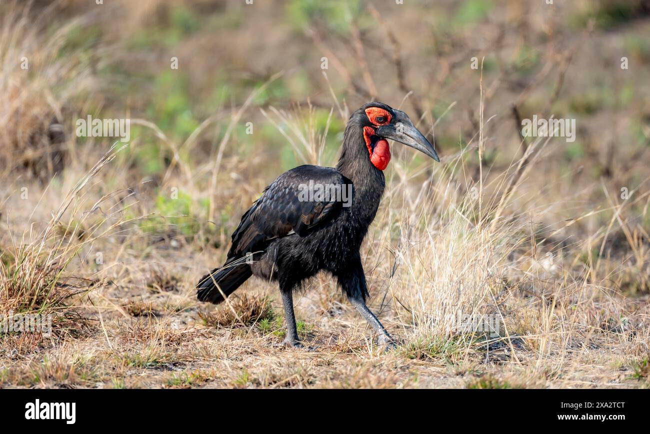 Carpino rosso o carpino terrestre meridionale (Bucorvus leadbeateri) (Bucorvus cafer), foraggio, Parco nazionale Kruger, Sudafrica Foto Stock