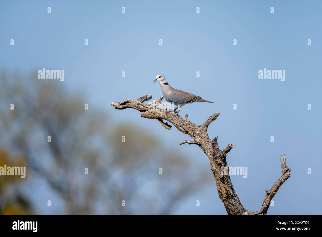 Colomba con collo ad anello (Streptopelia capicola) seduta su un ramo contro un cielo blu, Kruger National Park, Sudafrica Foto Stock