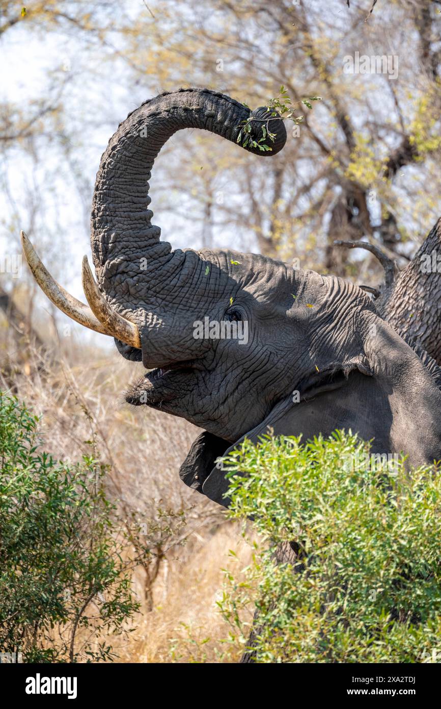Elefante africano (Loxodonta africana), mangiando foglie da un albero alto, savana africana, Kruger National Park, Sudafrica Foto Stock