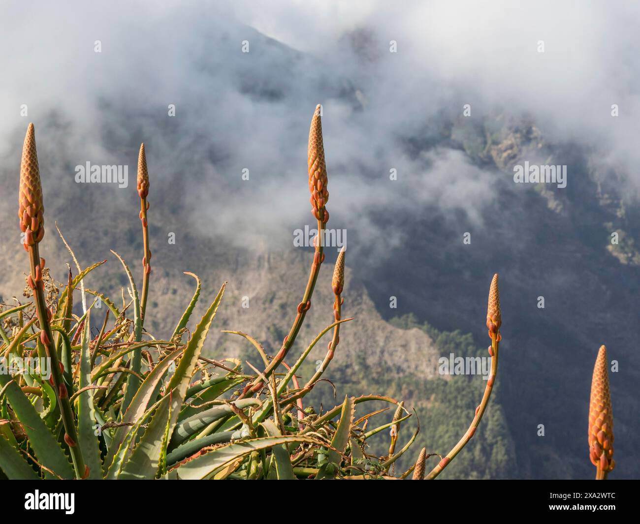 Piante di aloe vera in primo piano, montagne sullo sfondo contro un cielo nebbioso e nuvole, Madeira, Portogallo Foto Stock