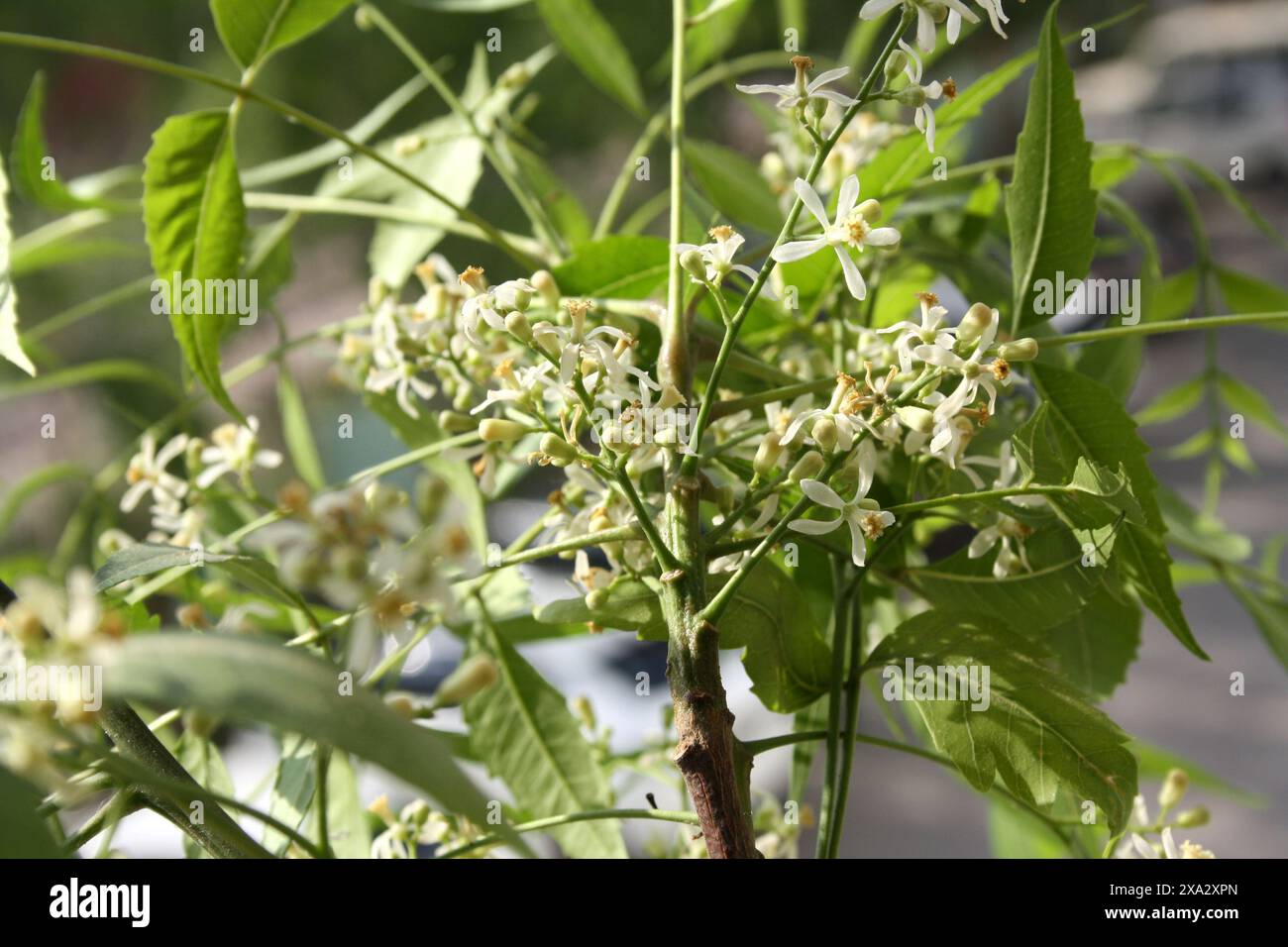 Neem o lilla indiana (Azadirachta indica) infiorescenza con foglie verdi: (Pix Sanjiv Shukla) Foto Stock