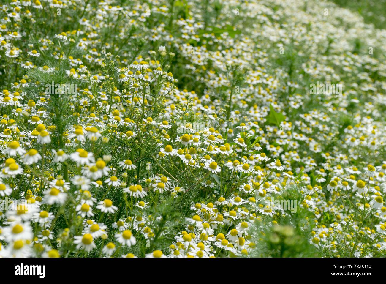 Campo con piante di camomilla in fiore in estate Foto Stock