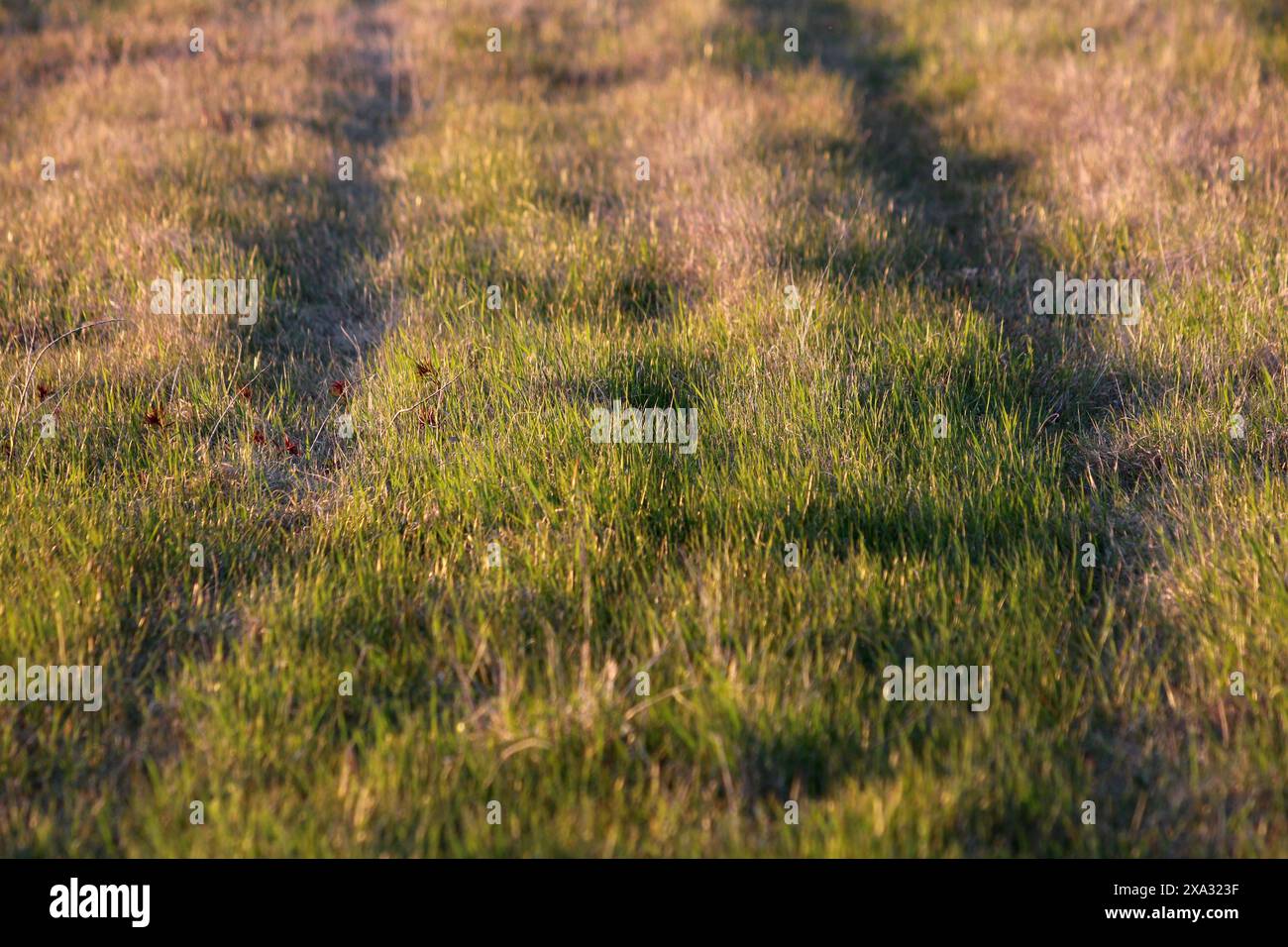 Il frumento tenero o il Triticum aestivum o il frumento di pane coltivato le specie di frumento coltivate a grano coltivano piante densamente coltivate in campo locale nelle calde giornate di sole Foto Stock