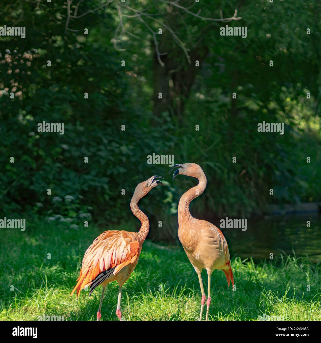 Splendido Ritratto di fenicotteri cileni - (Phoenicopterus chilensis). Foto Stock