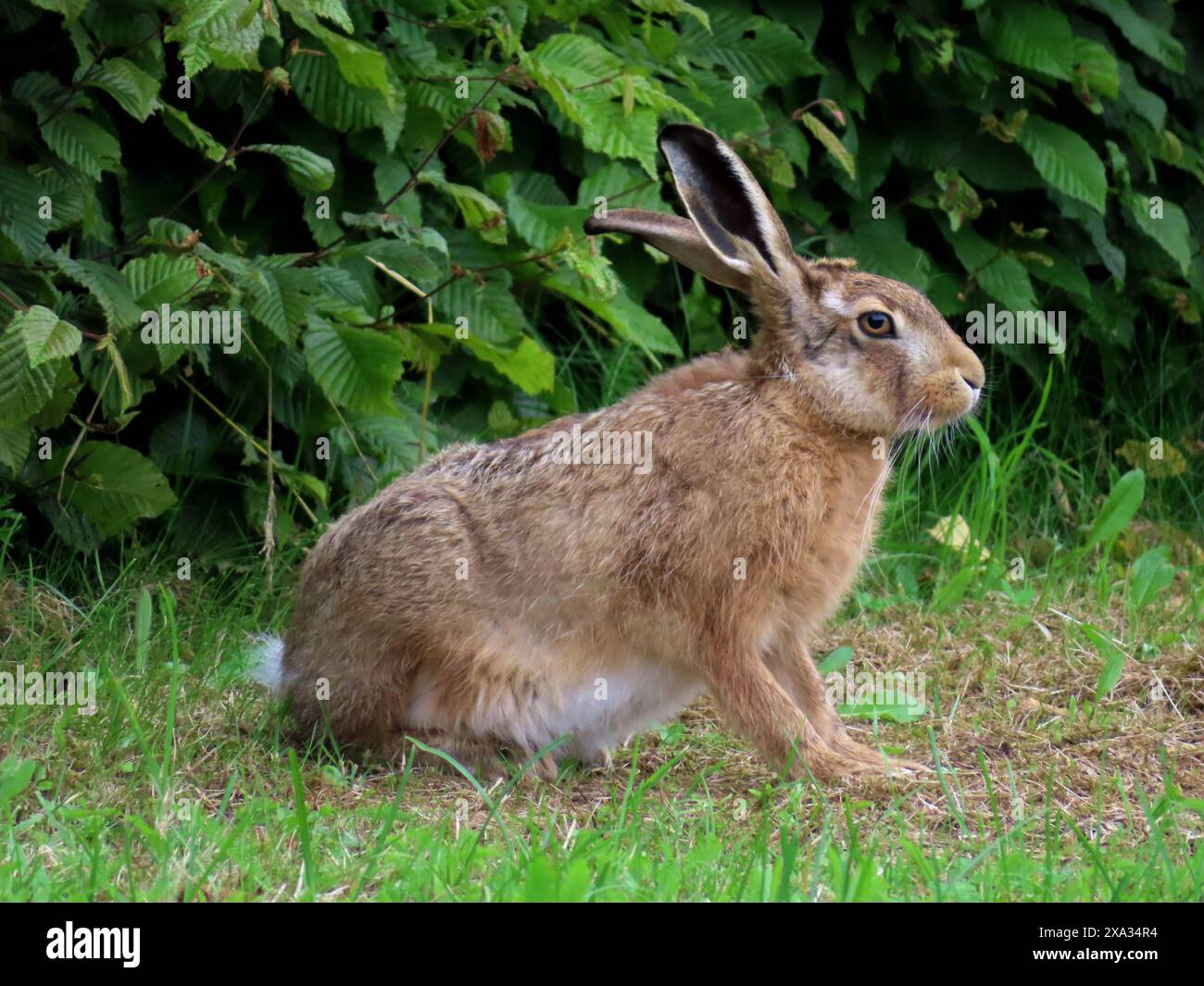 Hallo Hase - guten Morgen - das ist ein richtiger Feldhase....wir kennen uns - daher das Vertrauen... Feldhase blickt aufmerksam *** Buongiorno questa è una vera lepre da campo che ci conosciamo, quindi la lepre da campo fiducia sembra attenta Foto Stock