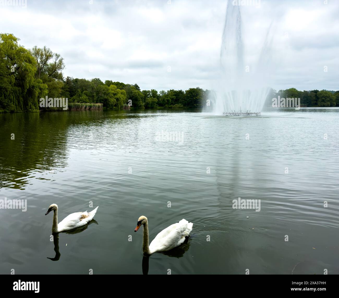 Cigni con fontana a Schwanenteichpark, Zwickau, Sassonia Germania Foto Stock