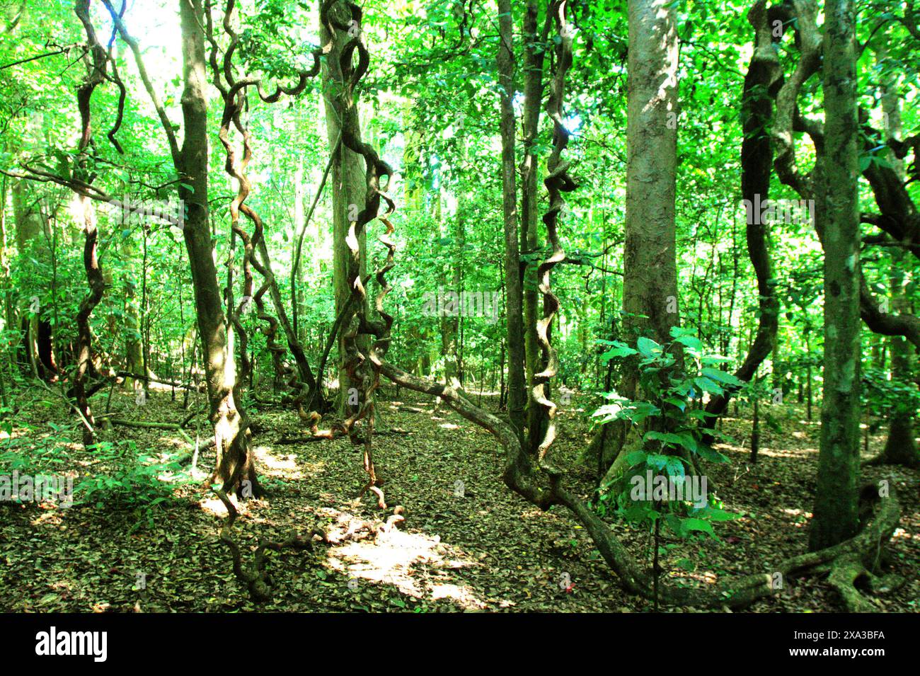 Paesaggio di una parte della foresta di pianura, dove si vedono le vigne di liana nella riserva naturale di Tangkoko, un habitat protetto per il macaco crestato in Indonesia. Foto Stock