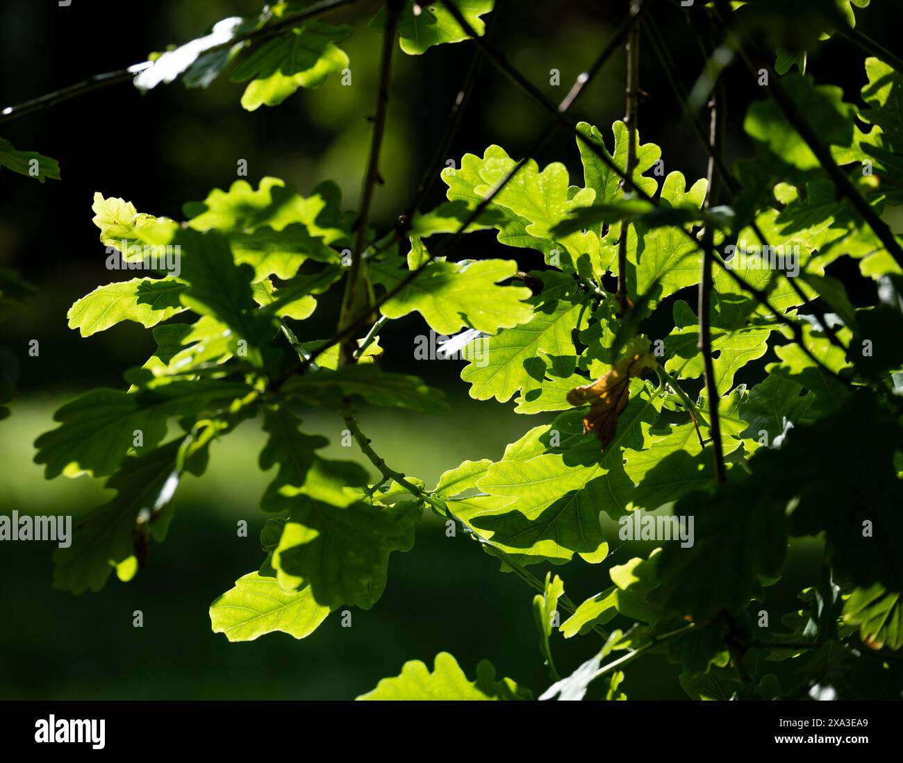 Foglie di quercia alla luce del sole, Regno Unito Foto Stock