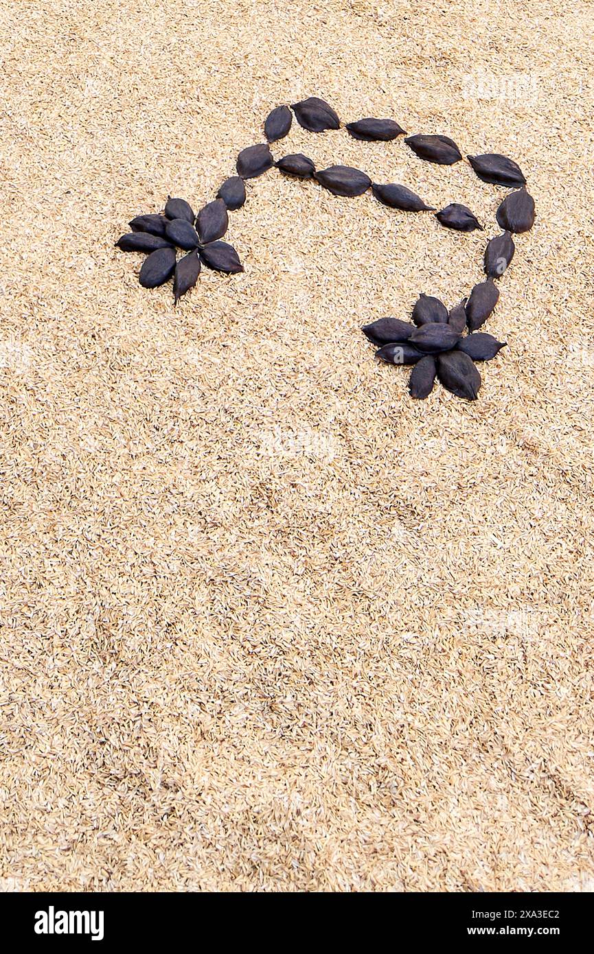 Cialde di semi scuri disposte su sabbia chiara a formare una nota musicale, perfette per temi di natura e musica. Foto Stock