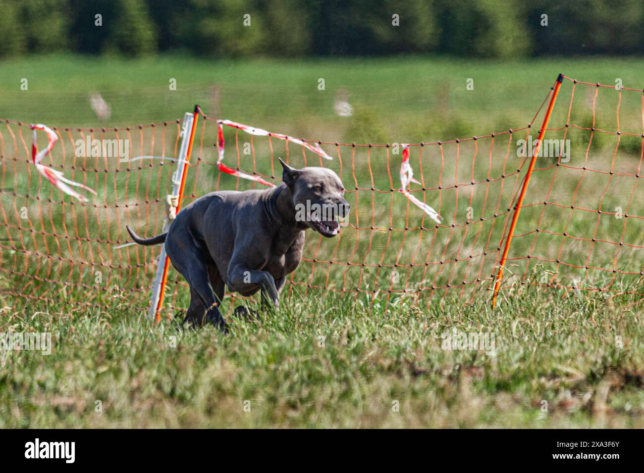 Corsa Thai ridgeback a tutta velocità con sport di corsa di richiamo Foto Stock
