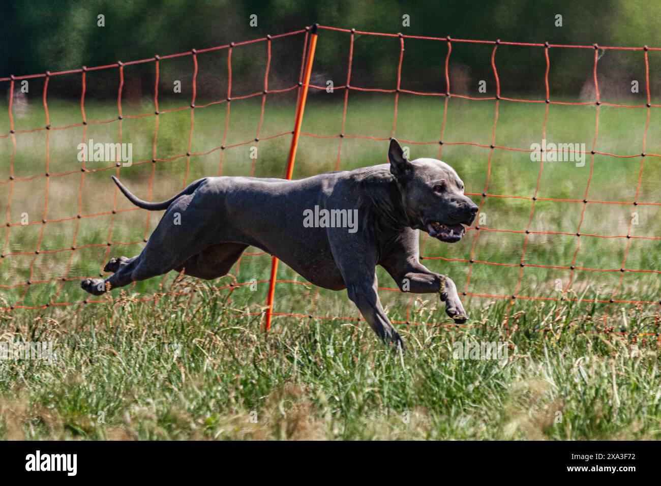 Corsa Thai ridgeback a tutta velocità con sport di corsa di richiamo Foto Stock