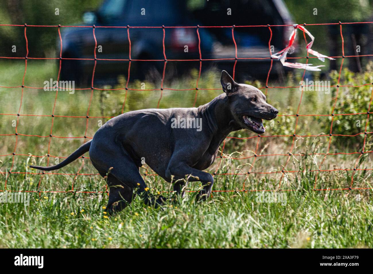 Corsa Thai ridgeback a tutta velocità con sport di corsa di richiamo Foto Stock