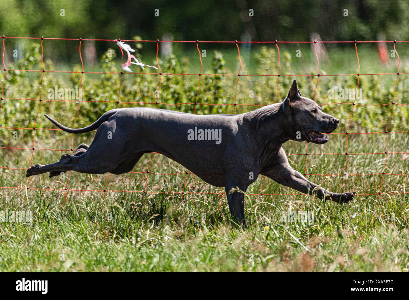 Corsa Thai ridgeback a tutta velocità con sport di corsa di richiamo Foto Stock