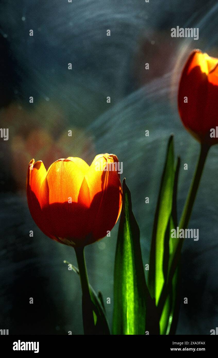 Fiori del tulipano Foto Stock