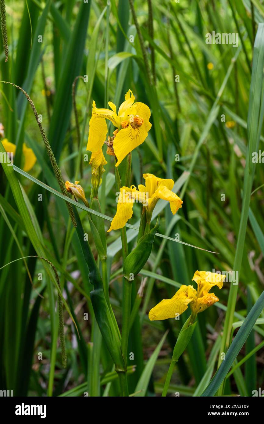 Flag Iris - Iris pseudacorus. Foto Stock