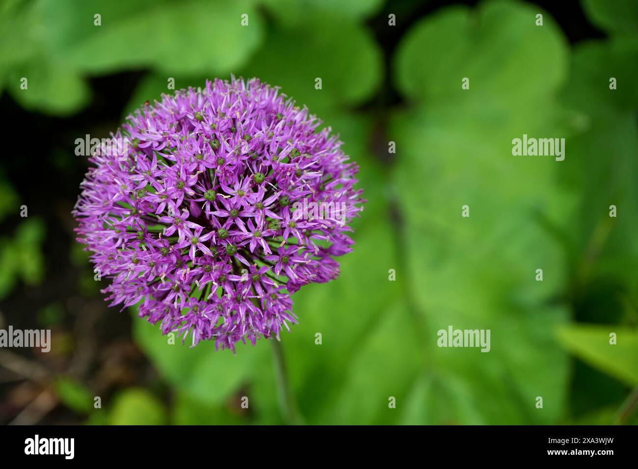 Splendido fiore di cipolla gigante viola, Allium Giganteum. Foto Stock
