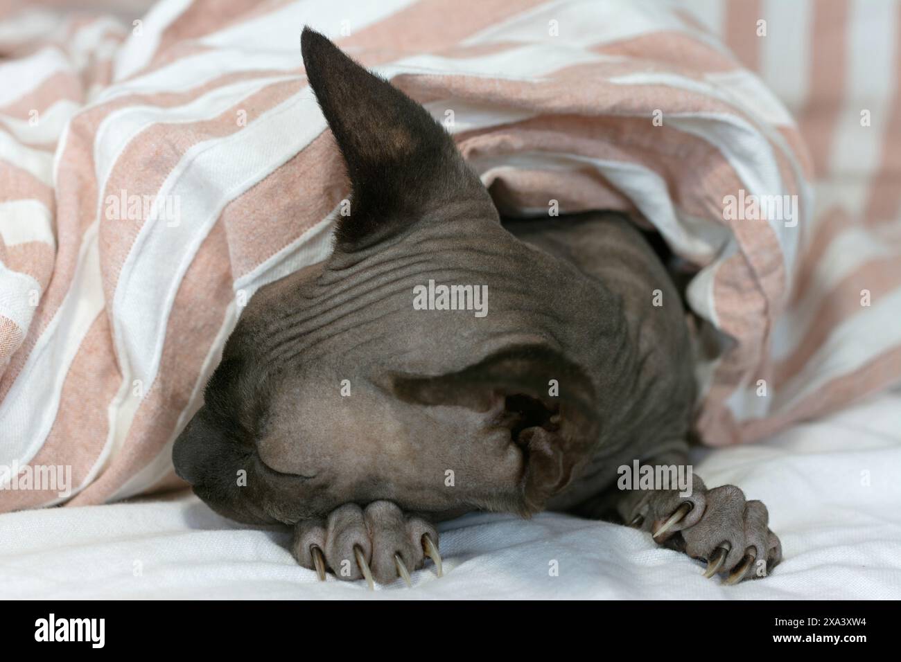 Gatto steso sul letto e dorme Foto Stock