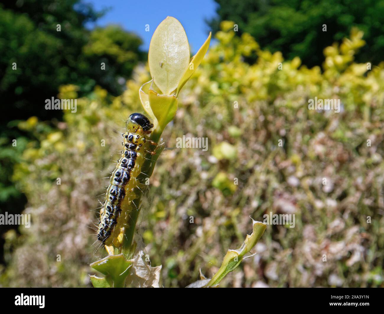 Bruco della falena del boscaiolo (Cydalima perspectalis) una specie invasiva in Europa e un organismo nocivo importante, che si nutre di foglie di boscaglia (Buxus sempervirens), Regno Unito. Foto Stock