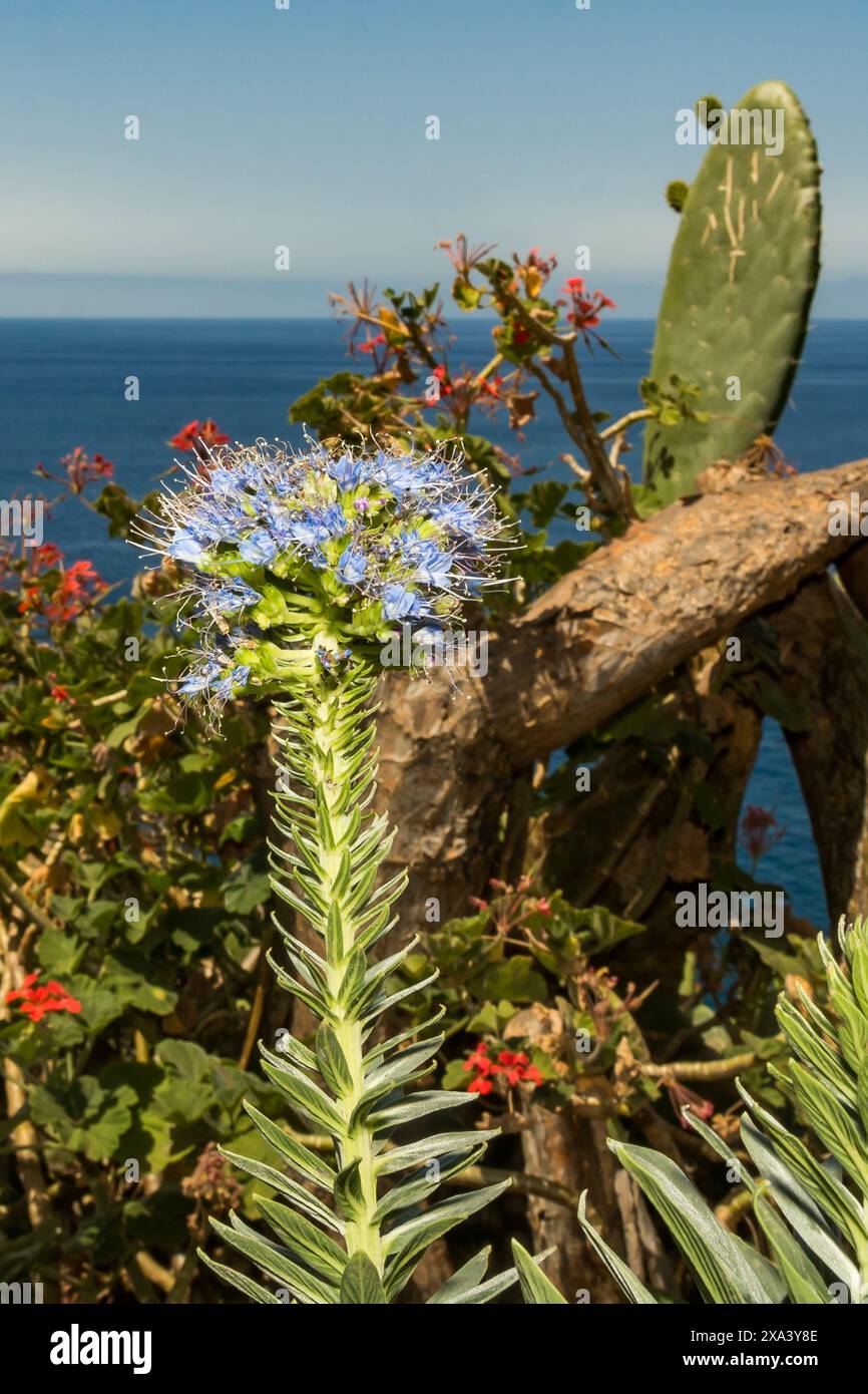 Orgoglio di Madeira - Echium candicans Foto Stock