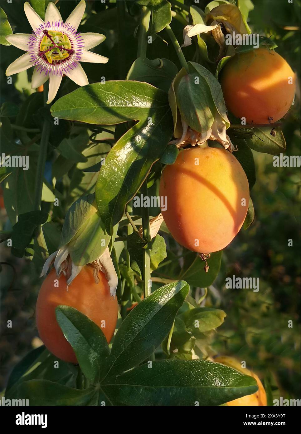 Frutto e fiori di Passiflora, noti anche come i fiori della passione o vitigni della passione, un genere di circa 550 specie di piante da fiore della famiglia Foto Stock