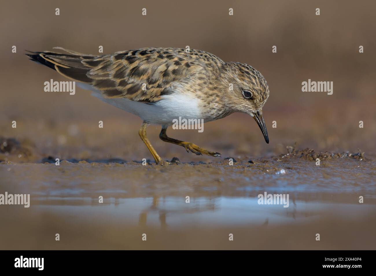 Lo stint di Temminck (Calidris temminckii) esamina il terreno per trovare cibo sulla costa fangosa nel piumaggio di riproduttori primaverili Foto Stock