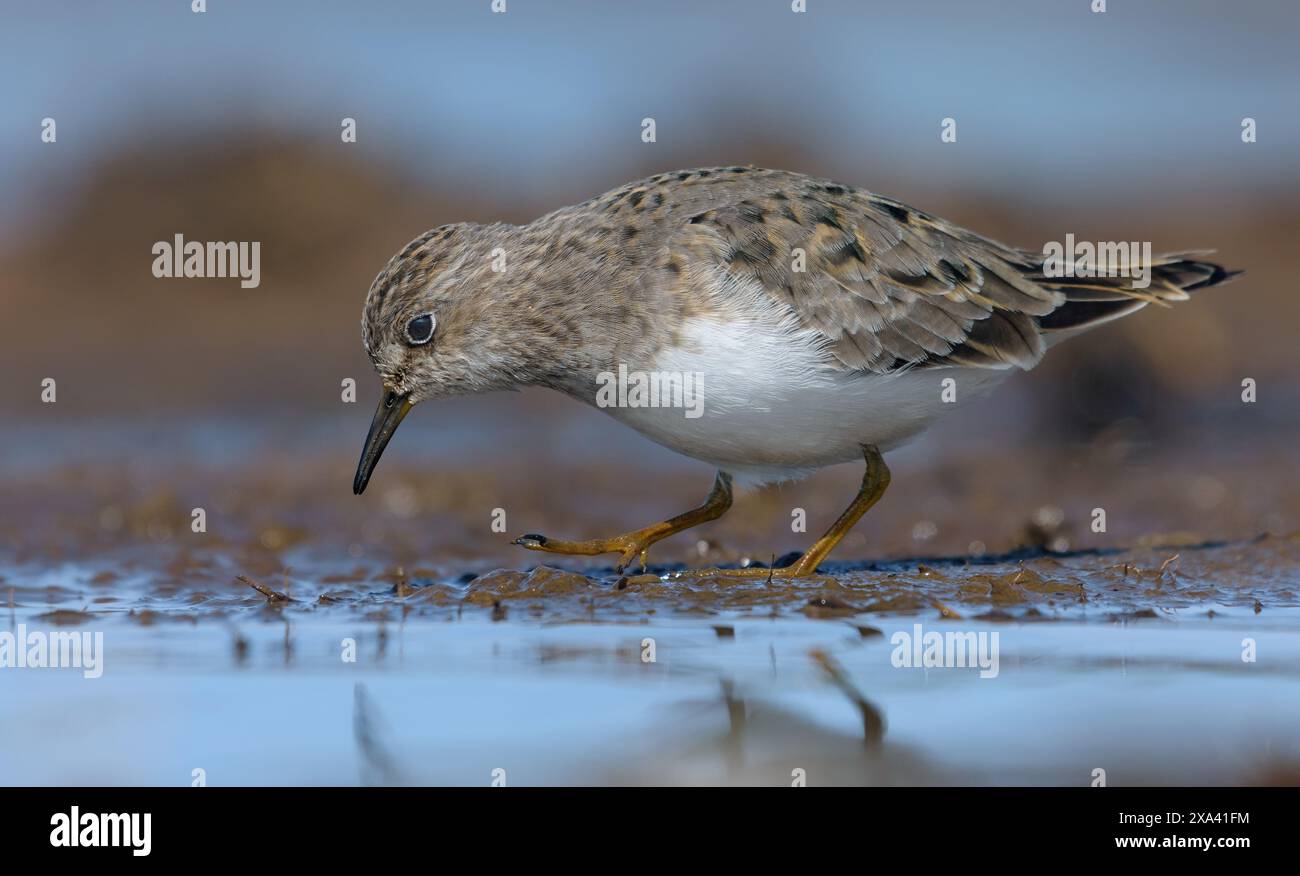 Lo stint di Temminck (Calidris temminckii) cerca cibo sulla costa fangosa nel piumaggio di riproduttori primaverili Foto Stock