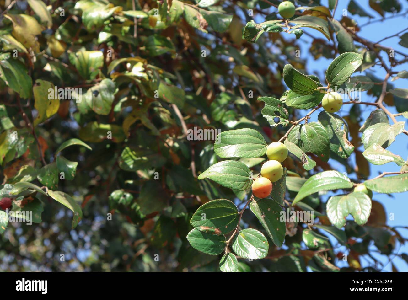 BER frutta o Bora frutta albero. Grande albero nella giungla di susina indiana, verry juube Foto Stock