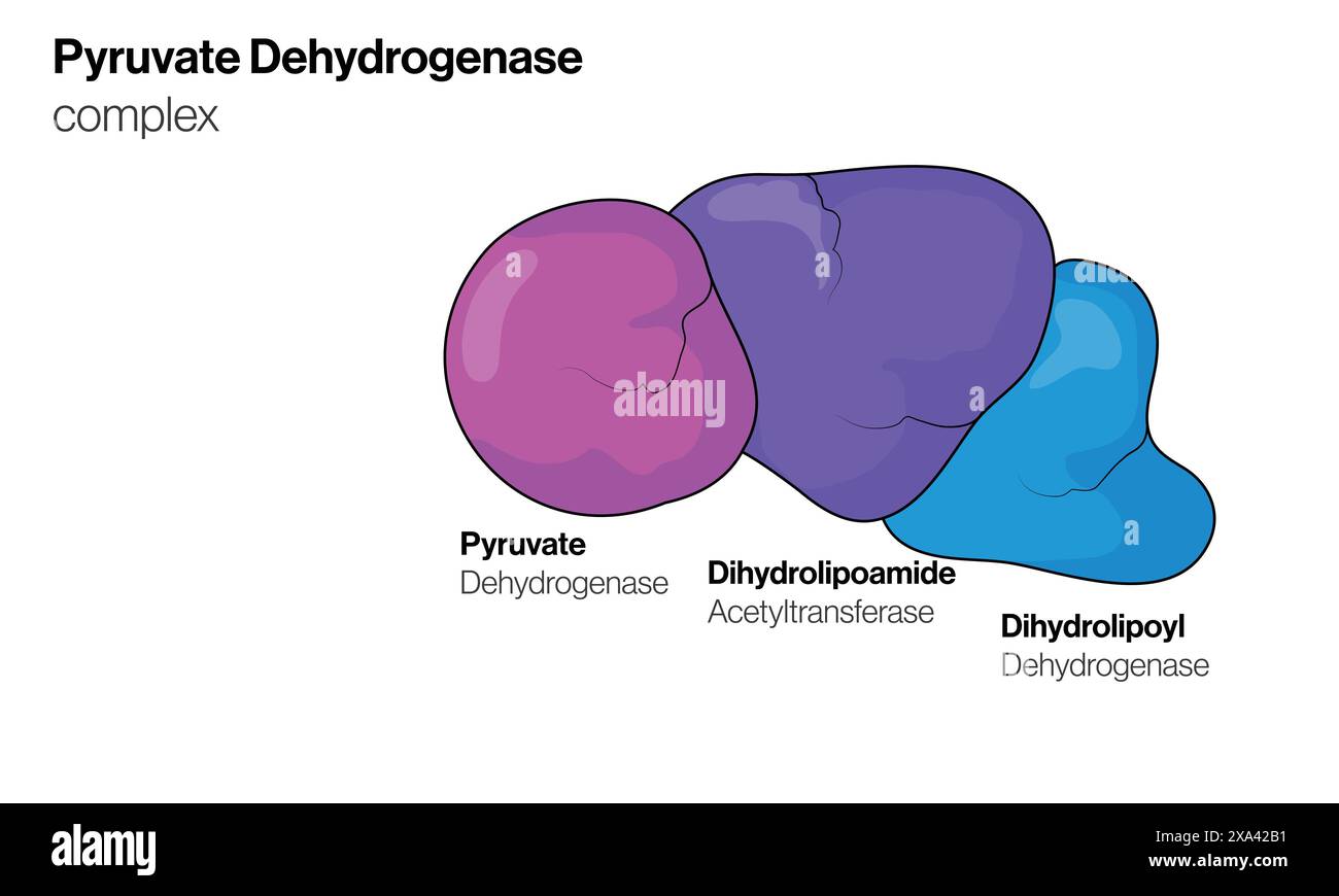 Illustrazione vettoriale dettagliata del complesso piruvato deidrogenasi per biochimica, biologia molecolare e formazione sul metabolismo su sfondo bianco. Illustrazione Vettoriale