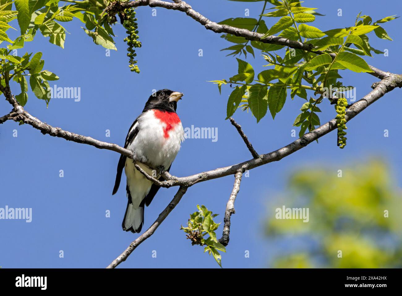 Un grosbeak al petto di rosa che mangia i semi di un albero di Hickory shagbark. Immagine colorata dell'uccello rosso, bianco e nero combinato con foglie verdi e blu Foto Stock