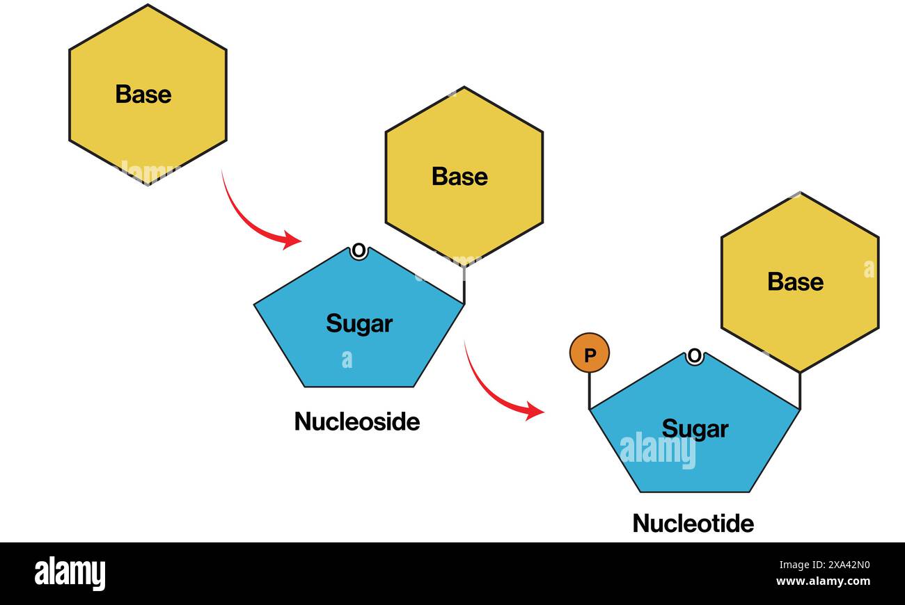 Illustrazione vettoriale dettagliata di tre forme di basi di acidi nucleici: Base normale, nucleotide e nucleoside per la biologia molecolare su sfondo bianco. Illustrazione Vettoriale