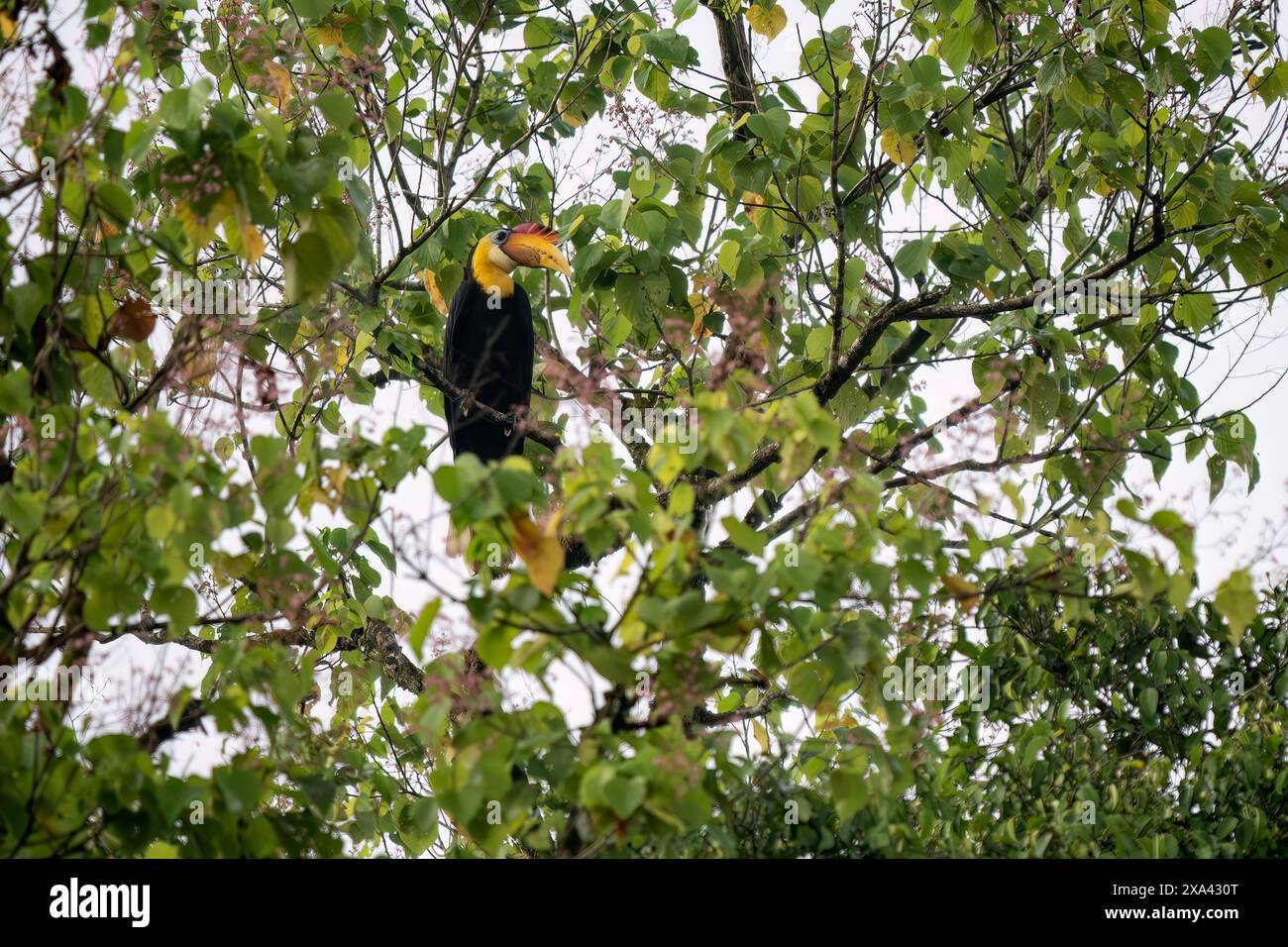 Hornbill ruvido - Rhabdotorrhinus corrugatus, grande e bellissimo uccello iconico con becco colorato proveniente dalle foreste tropicali del sud-est asiatico, rive Kinabatangan Foto Stock