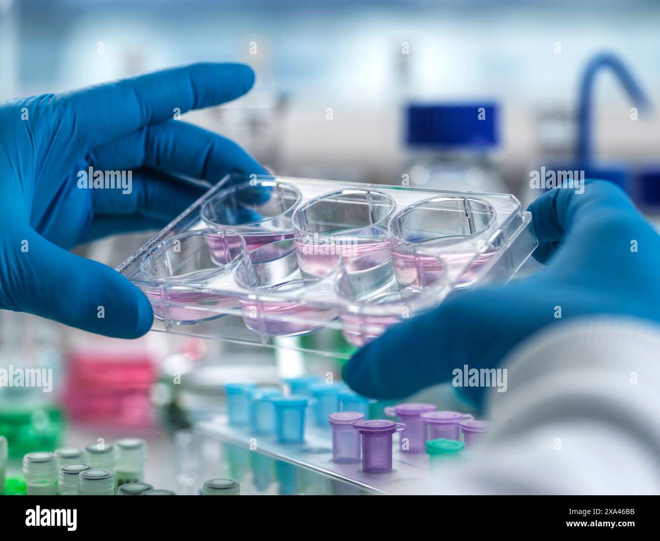 Scienziato che tiene una piastra per colture cellulari in un laboratorio Foto Stock