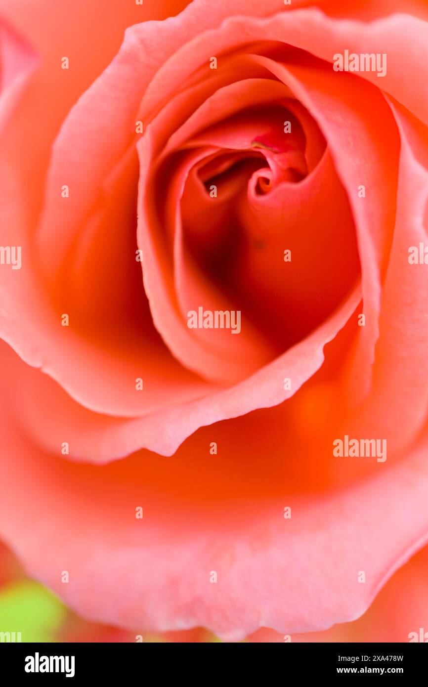 Extreme close up di una rosa rosa Foto Stock