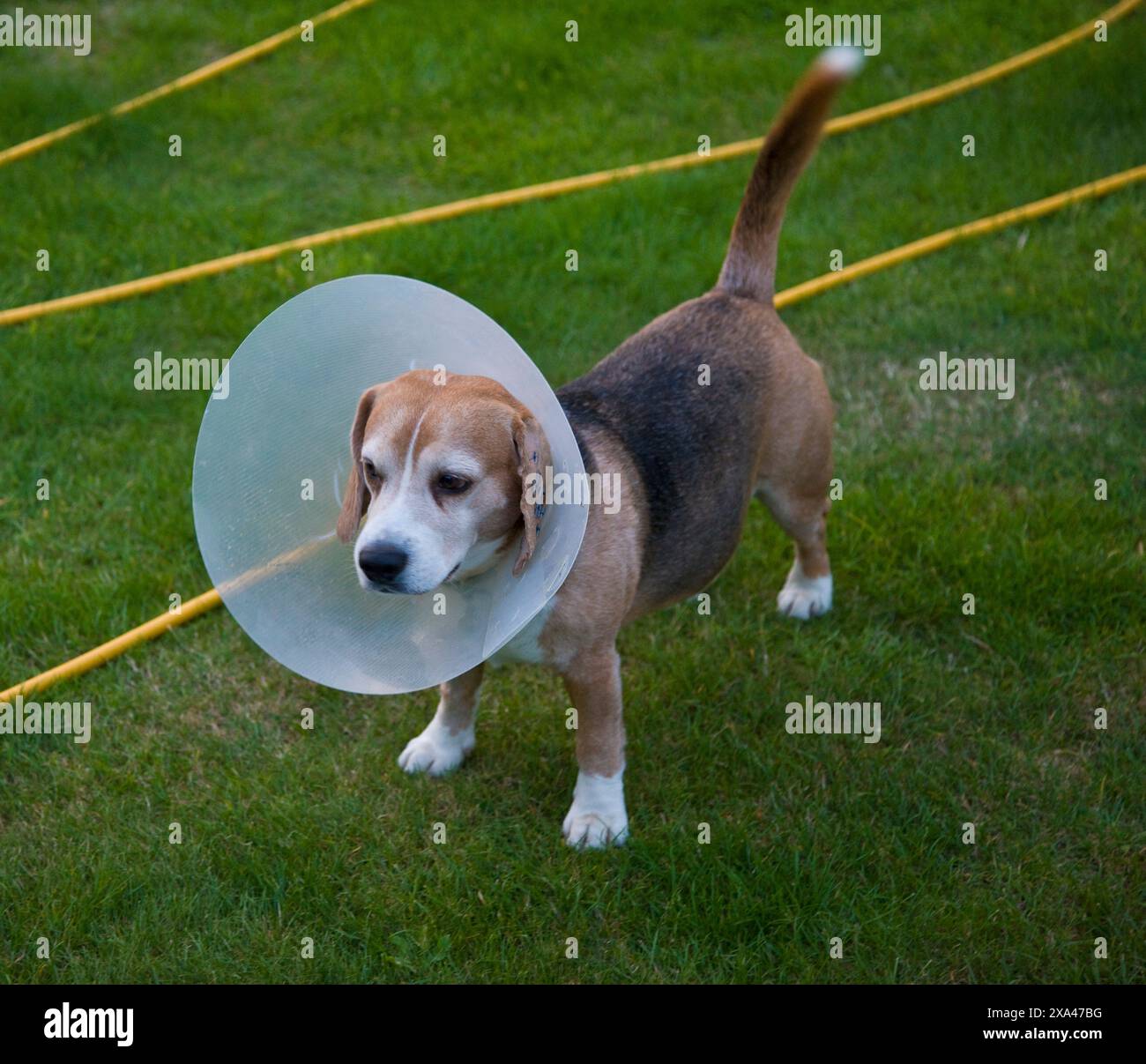Cane Beagle indossando Buster collare Foto Stock