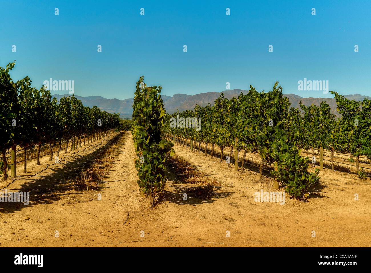Un vigneto sotto un cielo azzurro limpido con filari di viti e una catena montuosa sullo sfondo. Foto Stock