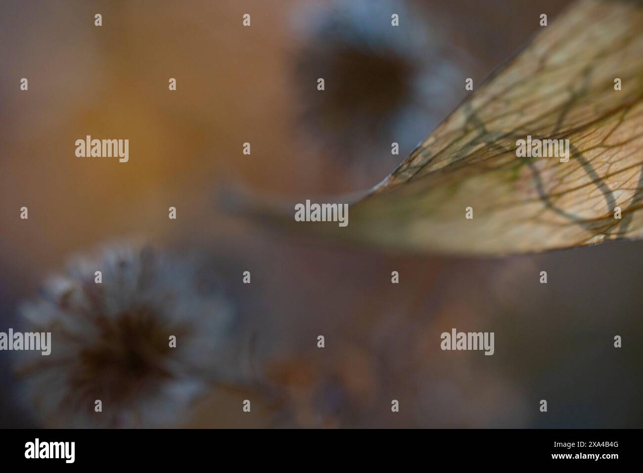 Si tratta di una fotografia ravvicinata che presenta una foglia traslucida in primo piano con un effetto di messa a fuoco morbida applicata alla testa di un dente di leone sullo sfondo. I colori sono caldi con una miscela di marroni e arance che creano un'atmosfera autunnale serena. Foto Stock
