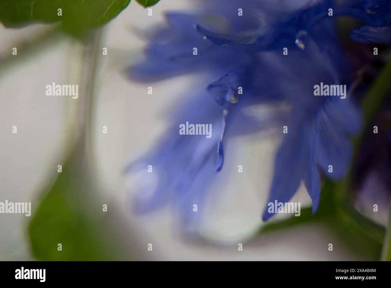 Immagine ravvicinata di un petalo di fiori blu con una goccia d'acqua, che mostra dettagli e consistenza raffinati su un morbido sfondo sfocato. Foto Stock
