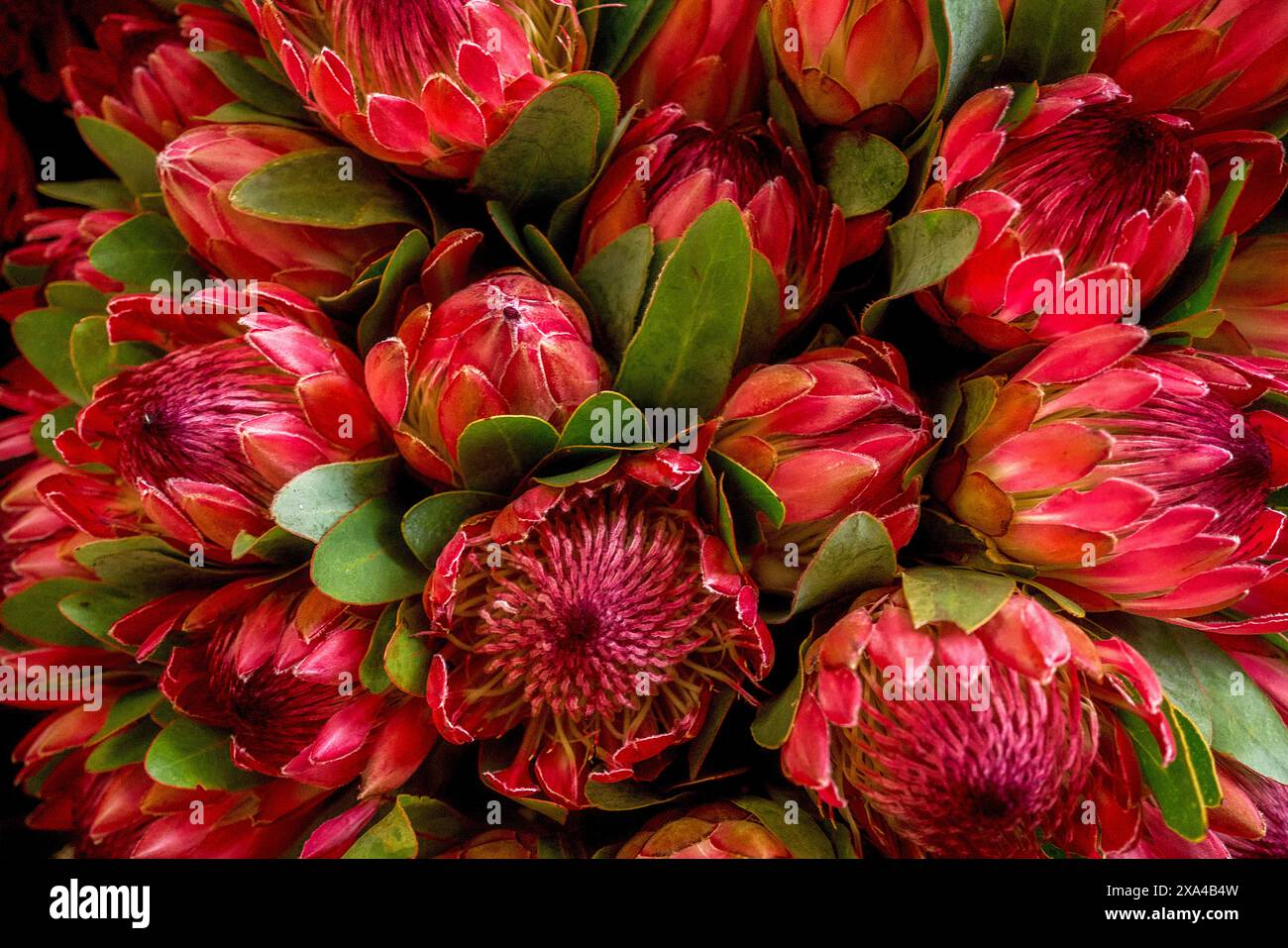 Una vibrante collezione di fiori protea rossi e verdi, raggruppati strettamente insieme, che mostrano i loro intricati motivi di petali e il lussureggiante fogliame. Foto Stock