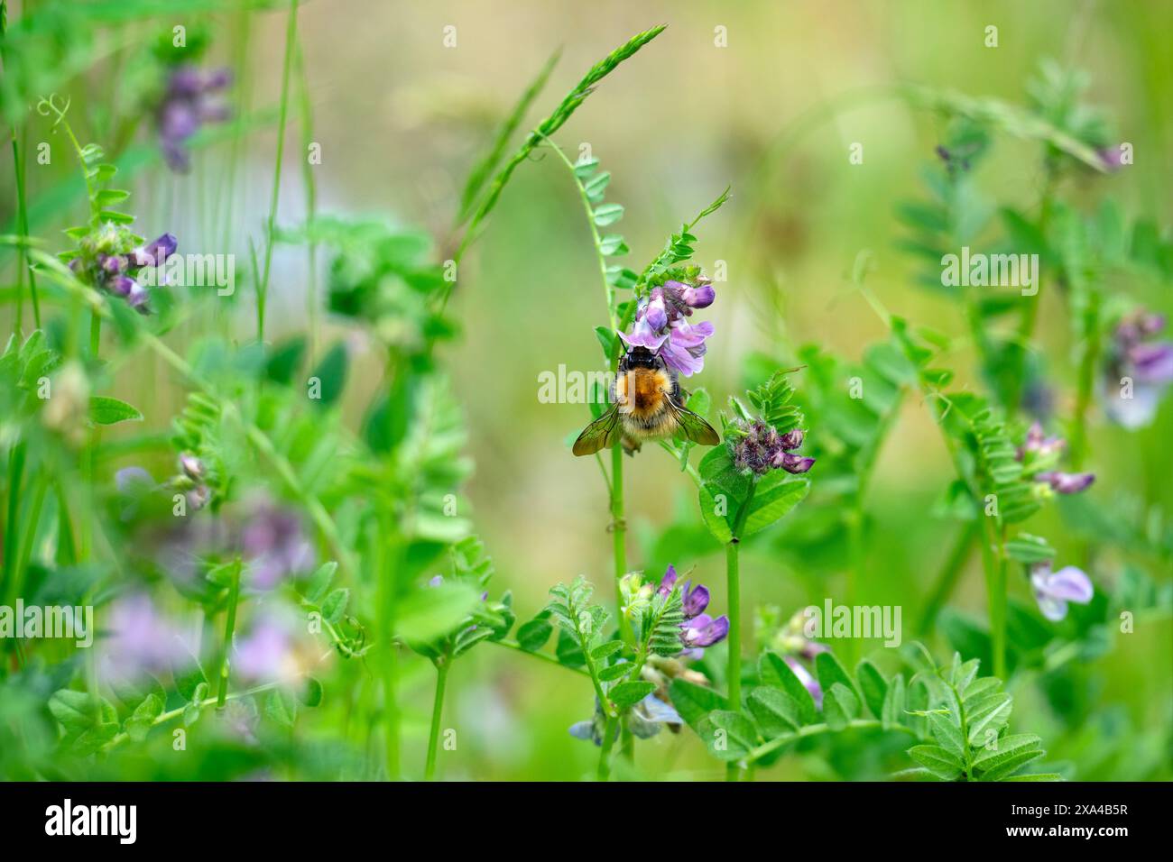 Comune Carder Bee su Vetch in un giardino selvaggio Foto Stock