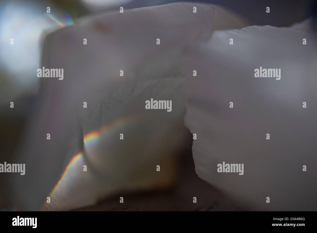 Una foto ravvicinata di un delicato petalo di fiori bianco con luce soffusa e sfondo bokeh naturale con una sottile diffrazione di luce arcobaleno. Foto Stock