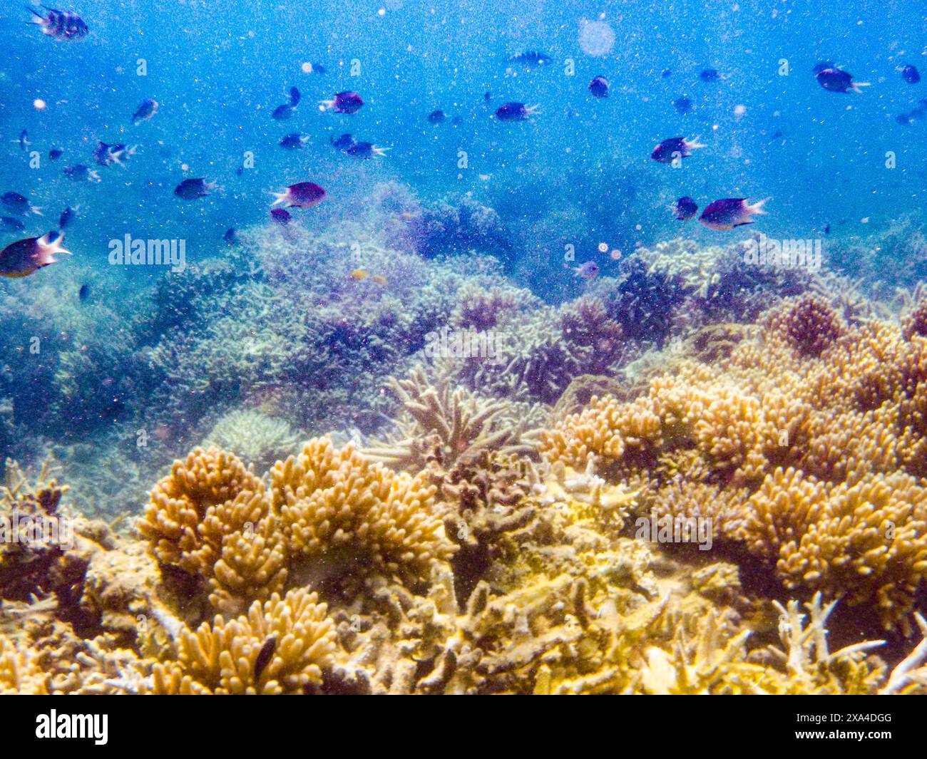 Il mare sottomarino presenta vivaci formazioni coralline e una scuola di pesci che nuotano sopra. Foto Stock