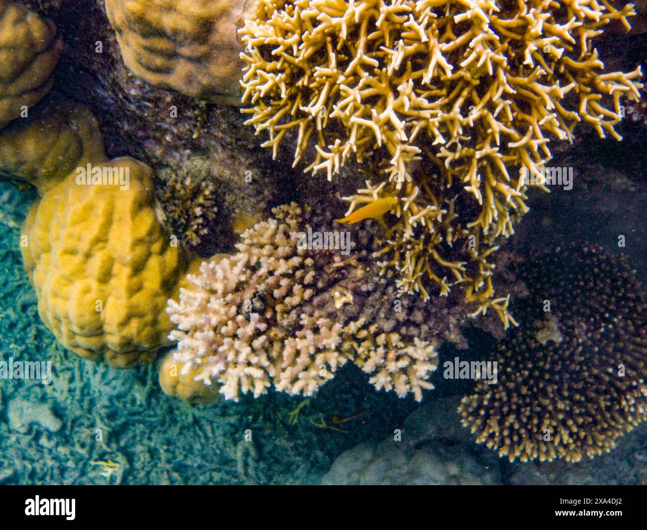 Una fotografia subacquea che mostra una vivace barriera corallina con varie specie di corallo in più colori e forme. Foto Stock