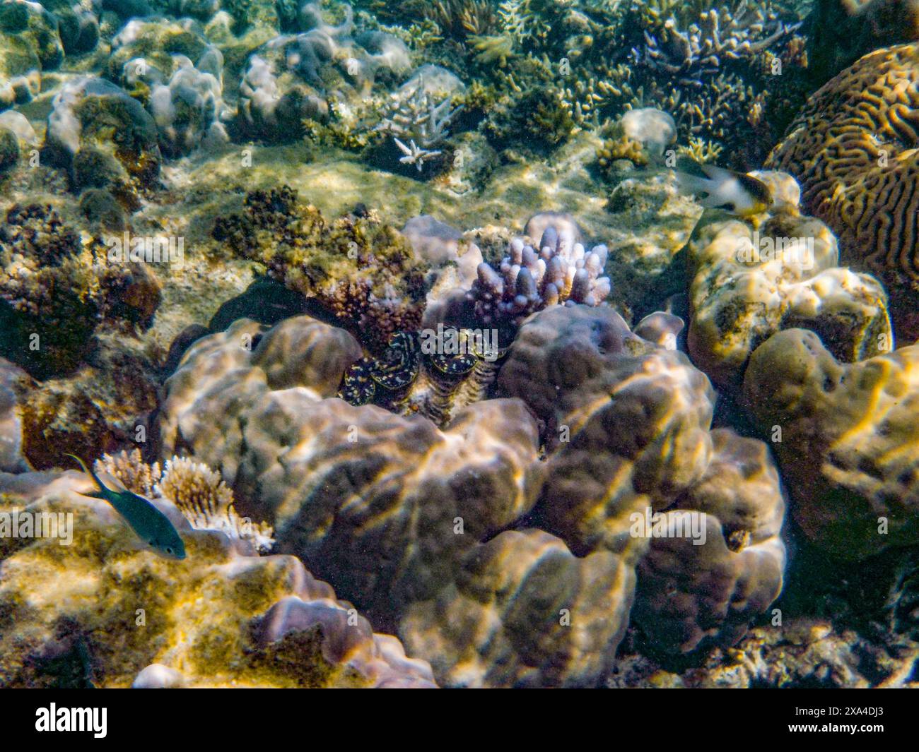 Questa immagine cattura una vivace scena subacquea che mostra una varietà di formazioni coralline e vita marina, tra cui un piccolo pesce e una stella marina tra le barriere coralline. Foto Stock