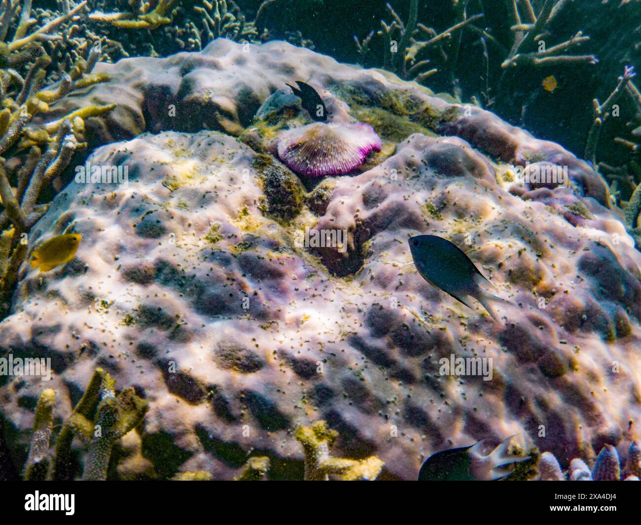 Una vivace scena subacquea che mostra una varietà di vita marina, tra cui un anemone di mare viola annidato su una superficie corallina circondata da piccoli pesci tropicali. Foto Stock