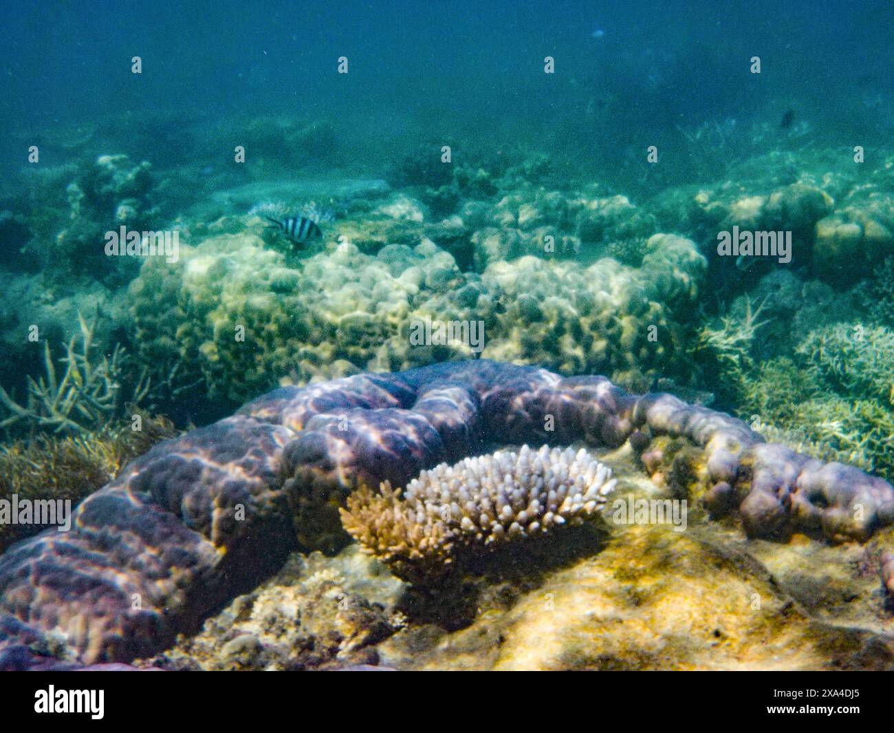 Vista subacquea che mostra una vibrante barriera corallina con una varietà di formazioni coralline e piante marine, mostrando un ecosistema biodiversificato. Foto Stock