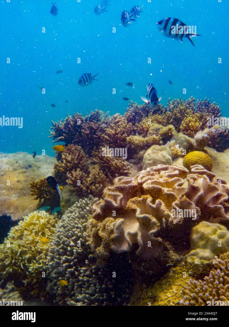 Scena subacquea di una vivace barriera corallina con varie specie di pesci che nuotano tra i coralli. Foto Stock