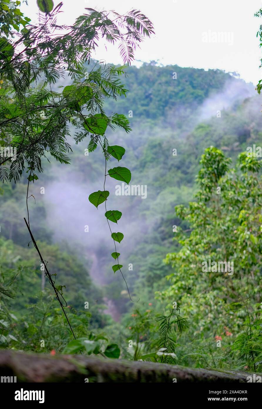 Il verde fogliame si staglia su uno sfondo di montagna nebbioso e boscoso, con un vitigno a forma di cuore in primo piano. Foto Stock